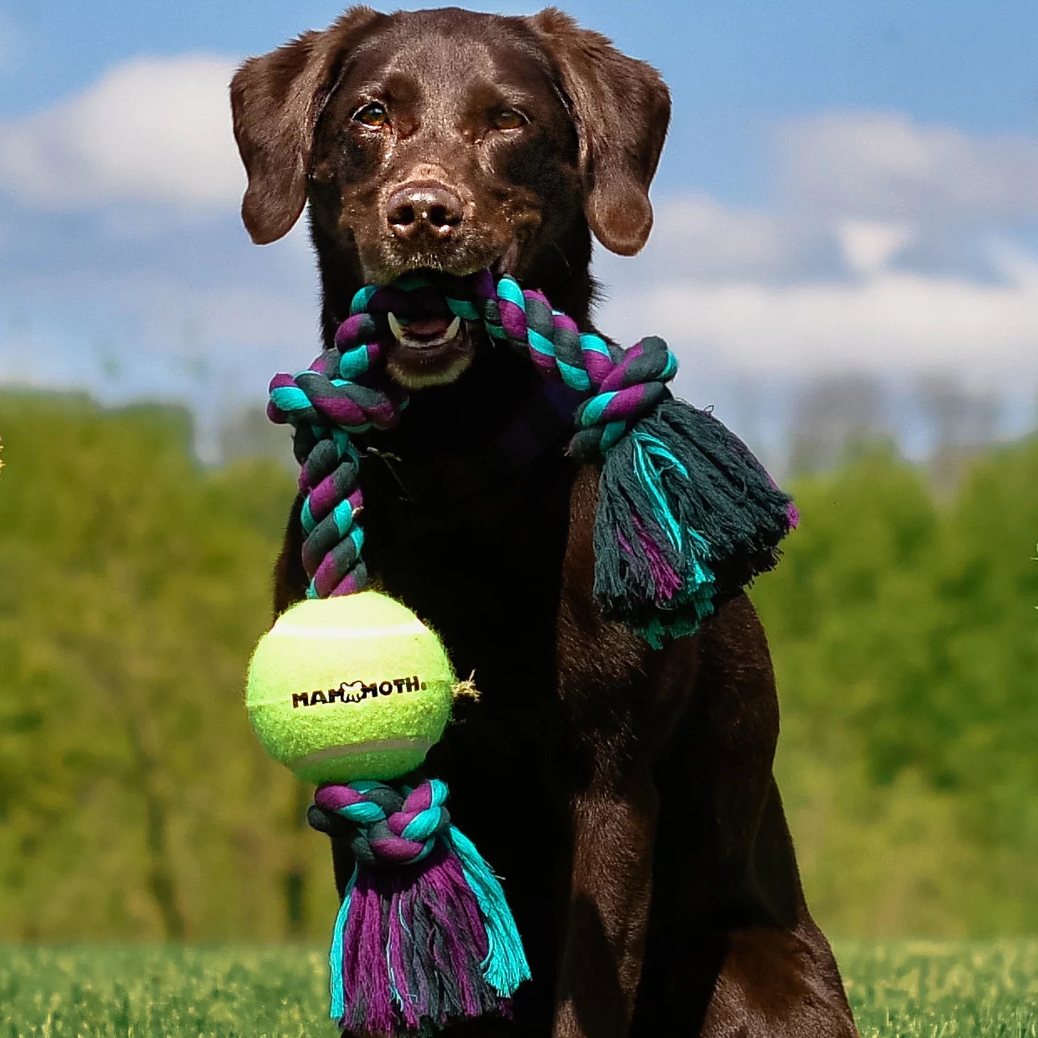 Flossy Chews Cottonblend 3 Knot Tug with 4" Tennis Ball Rope Dog Toy, Large, 24", Assorted Colors